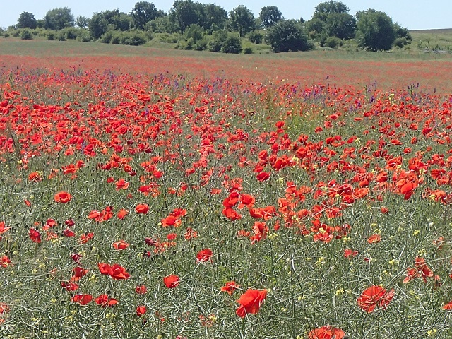 Foto.jpg